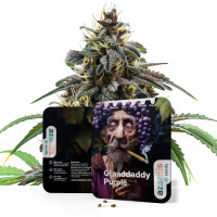 Granddaddy Purple | Semi di cannabis di Azarius