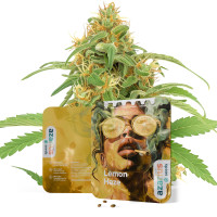 Lemon Haze Auto | Semi di cannabis di Azarius