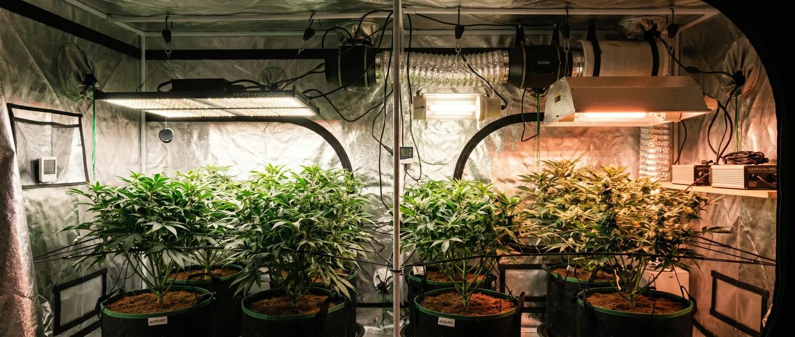 AZARIUS · Cannabis Grow Lights Led Hps Cmh