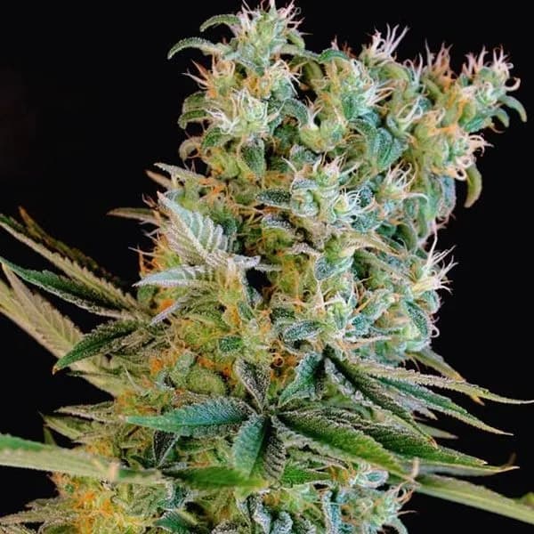 Amnesia Bilbo