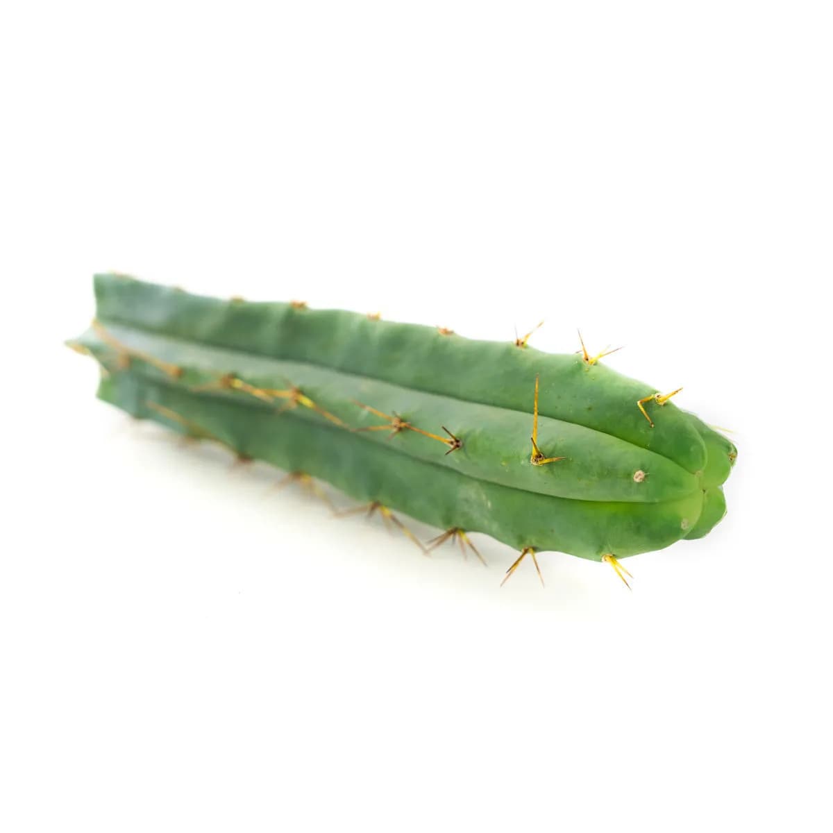 Torcia Boliviana (Echinopsis lageniformis)