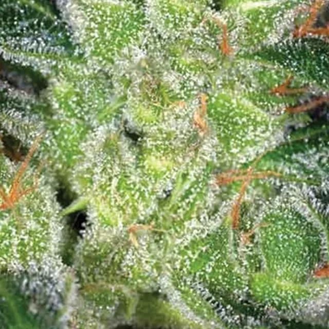 Cheese