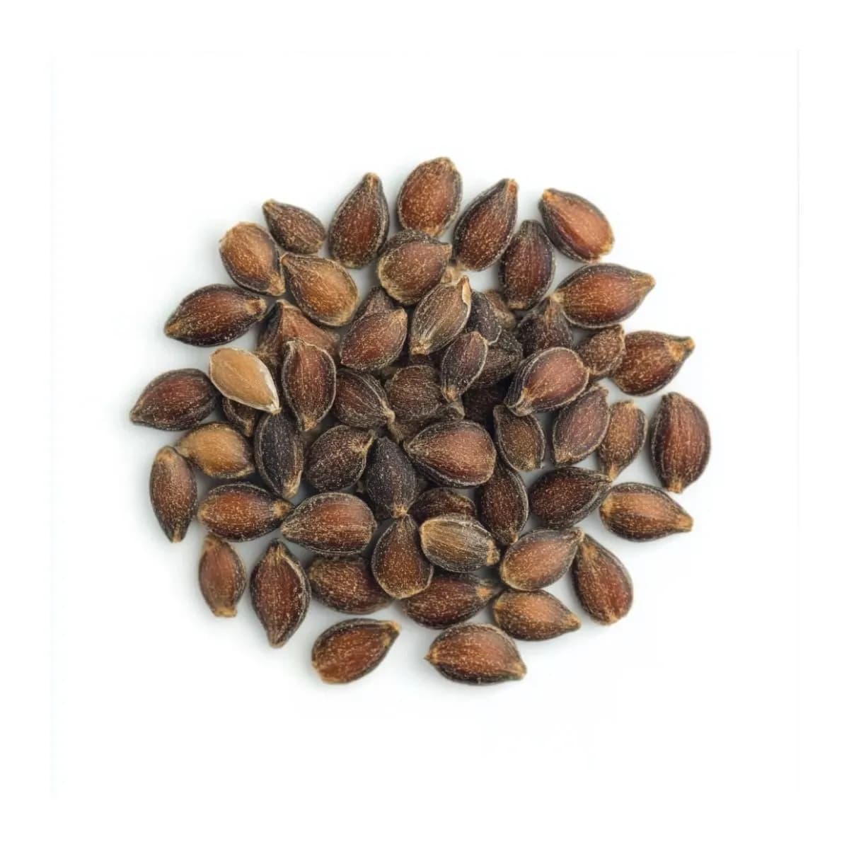 Semi di Ephedra