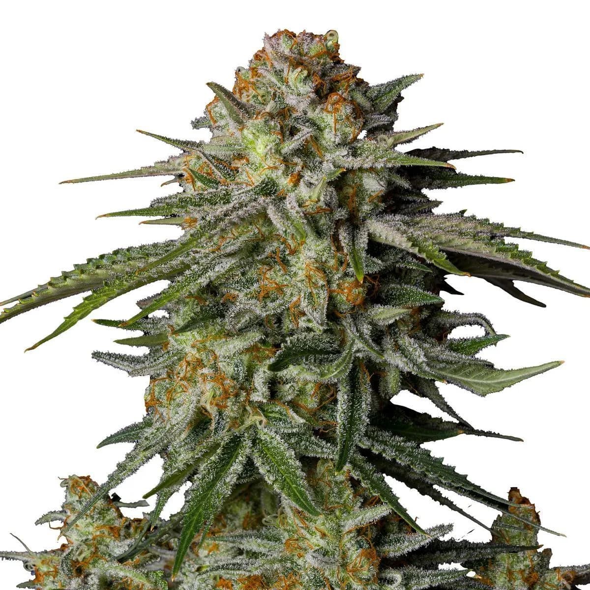 GG4 Sherbet FF