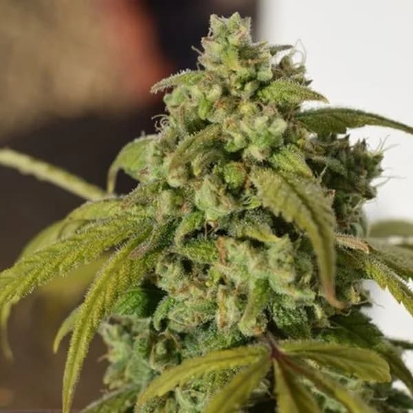 Gorilla SFV OG
