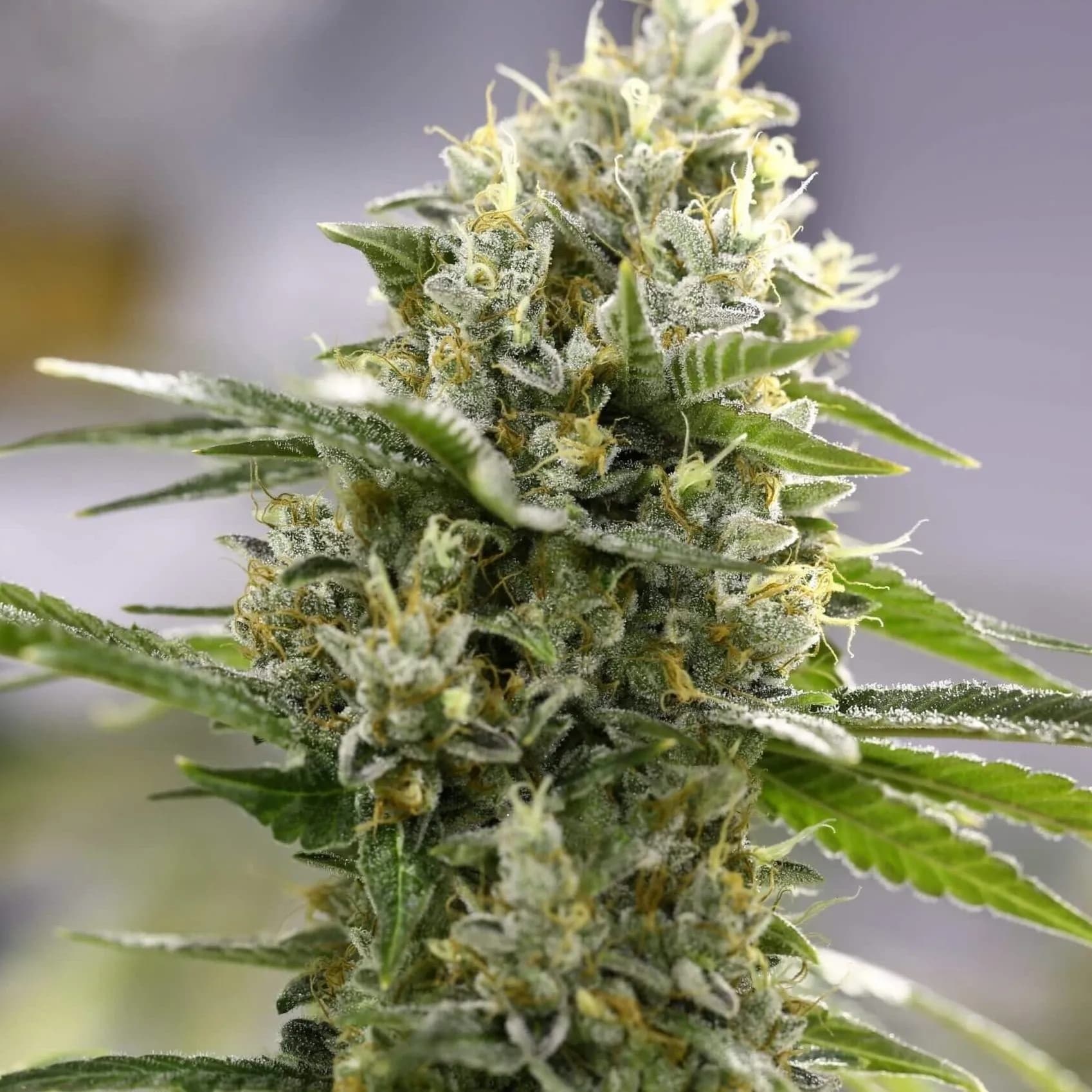 Lemon Haze