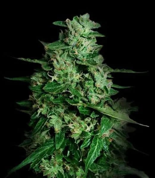 Northern Delights Auto