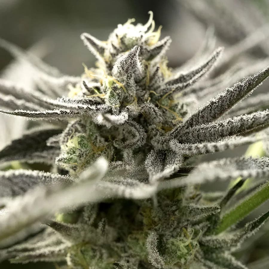 OGKZ Auto (Humboldt Seed Organization)