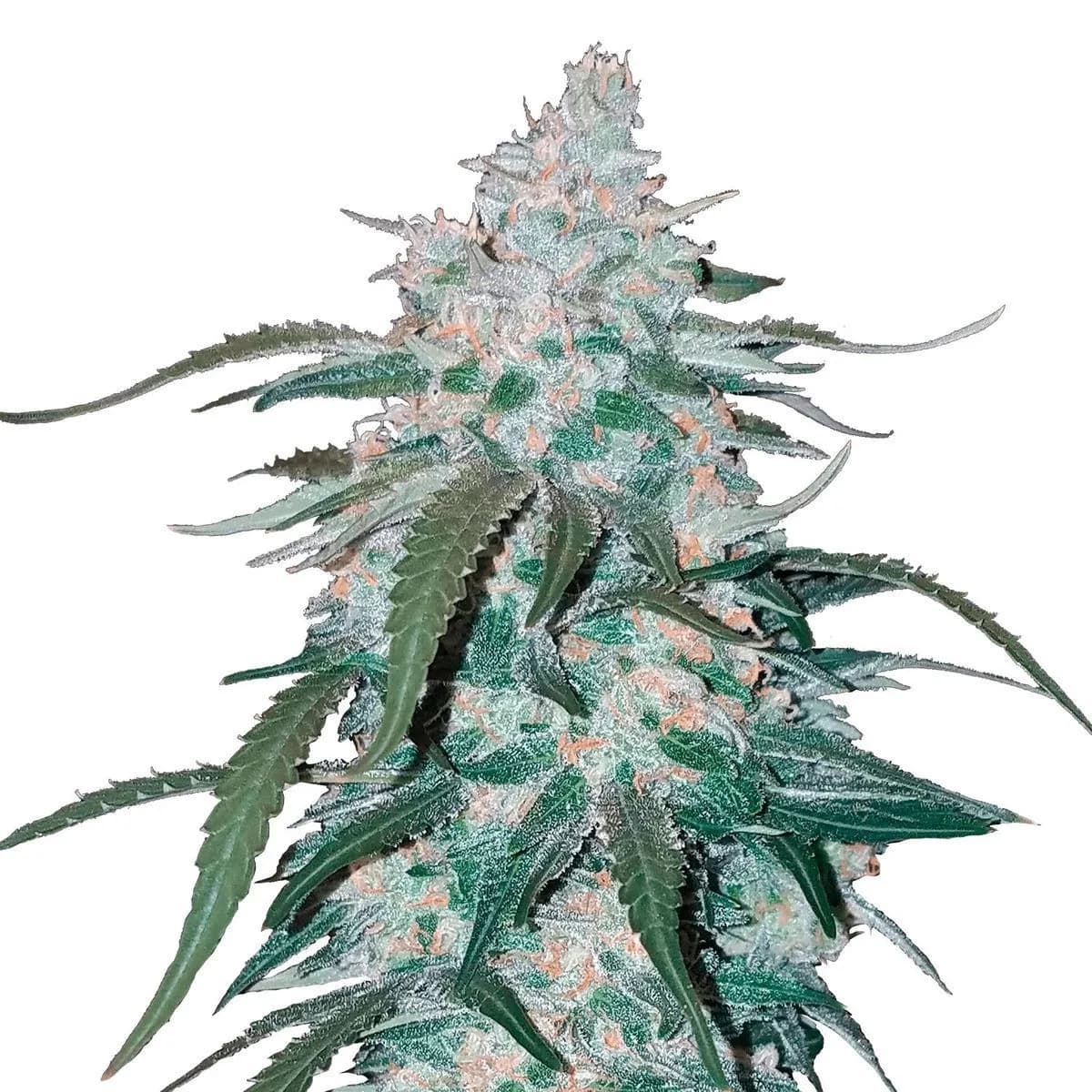 Pineapple Express Auto