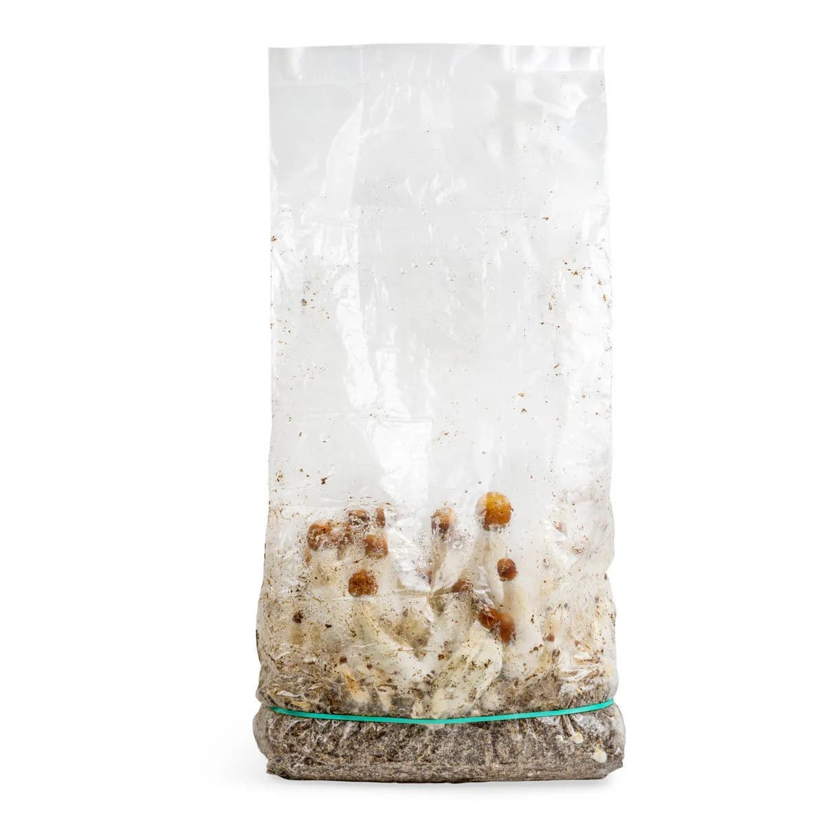 Grow Bag Ready-2-Grow 'MVP'