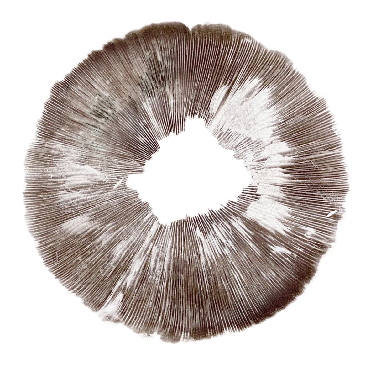 Stampa di spore Psilocybe cubensis Amazonas