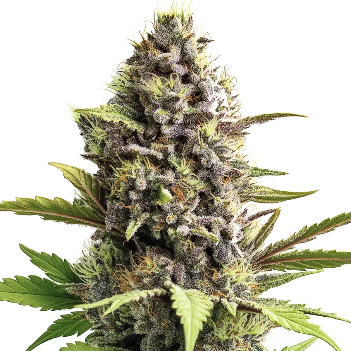 Trainwreck Auto