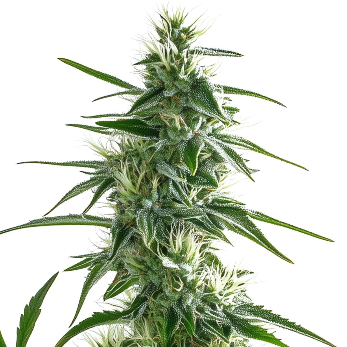 White Widow