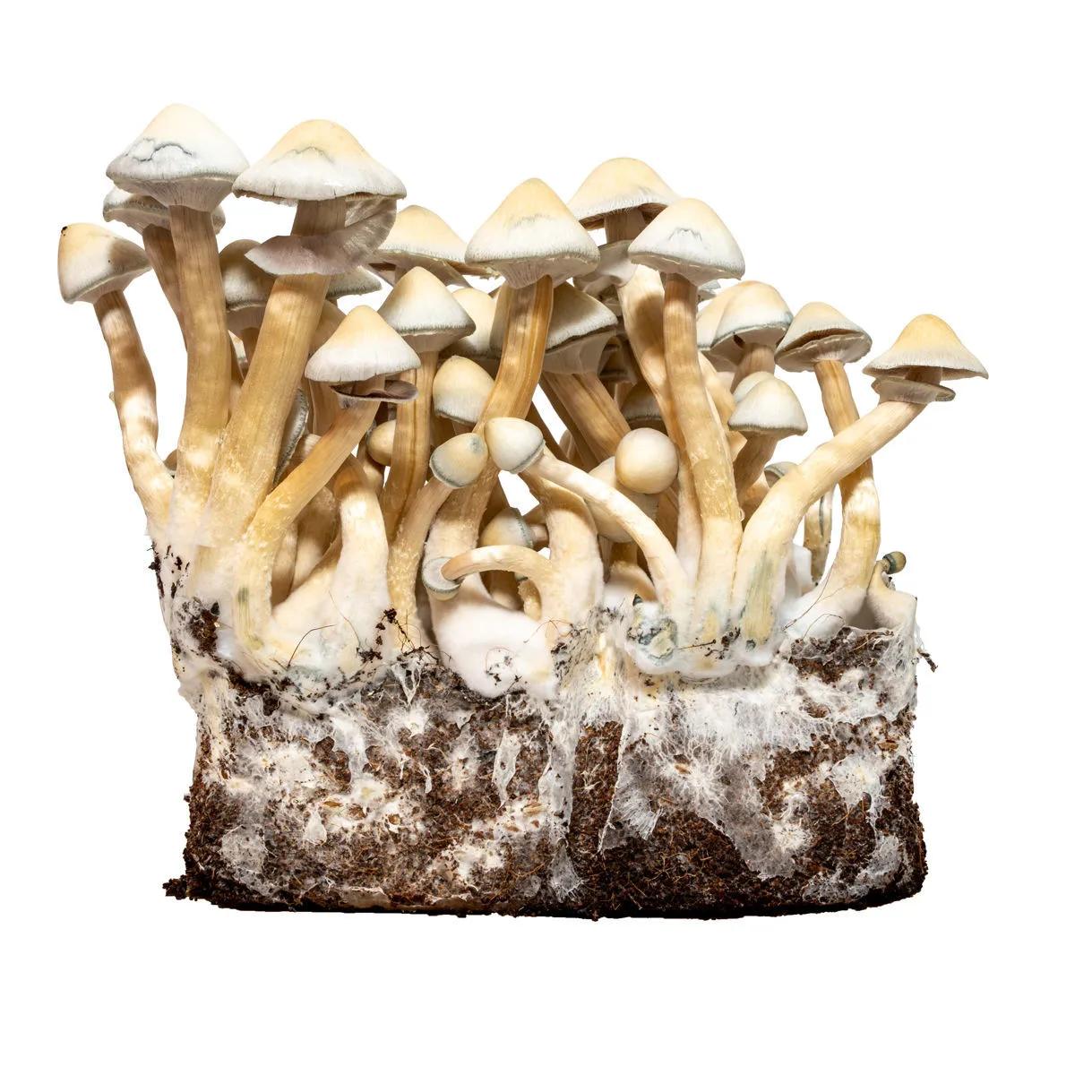 Siringa di Coltura Liquida Albino A+ (Acid Shroomz)