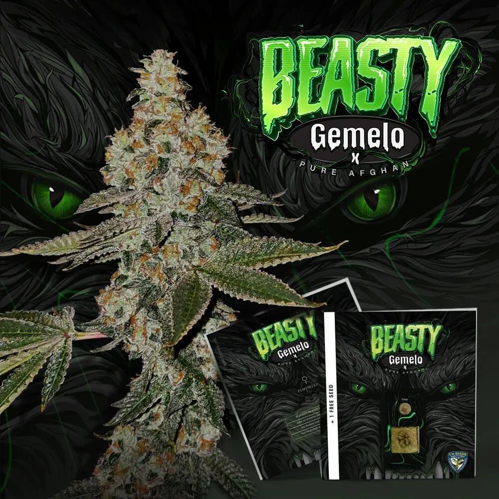 Beasty (T.H.Seeds™)