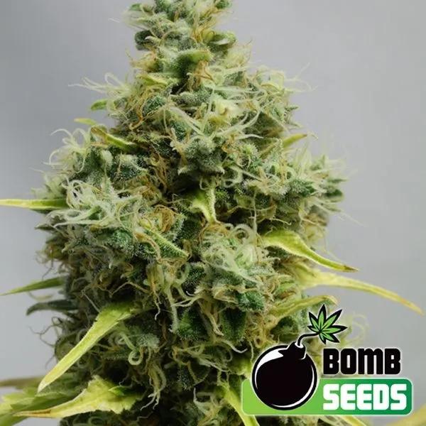 Big Bomb