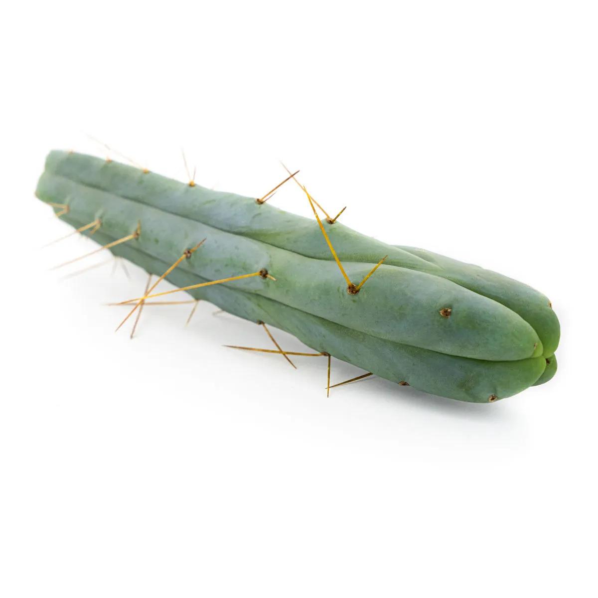 Cactus dei Quattro Venti