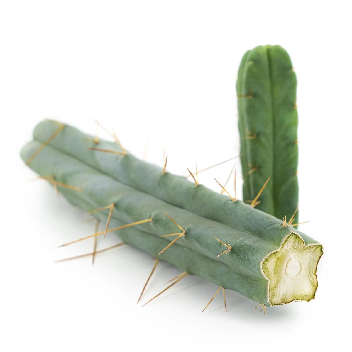 Cactus dei Quattro Venti