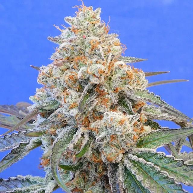 Do-Si-Dos OG