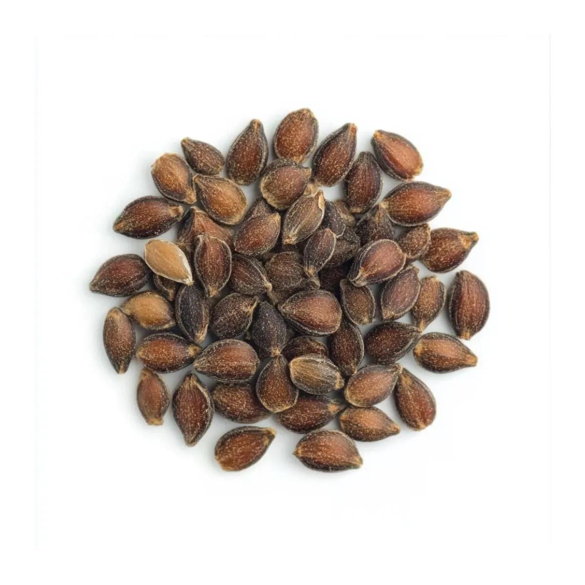 Semi di Ephedra