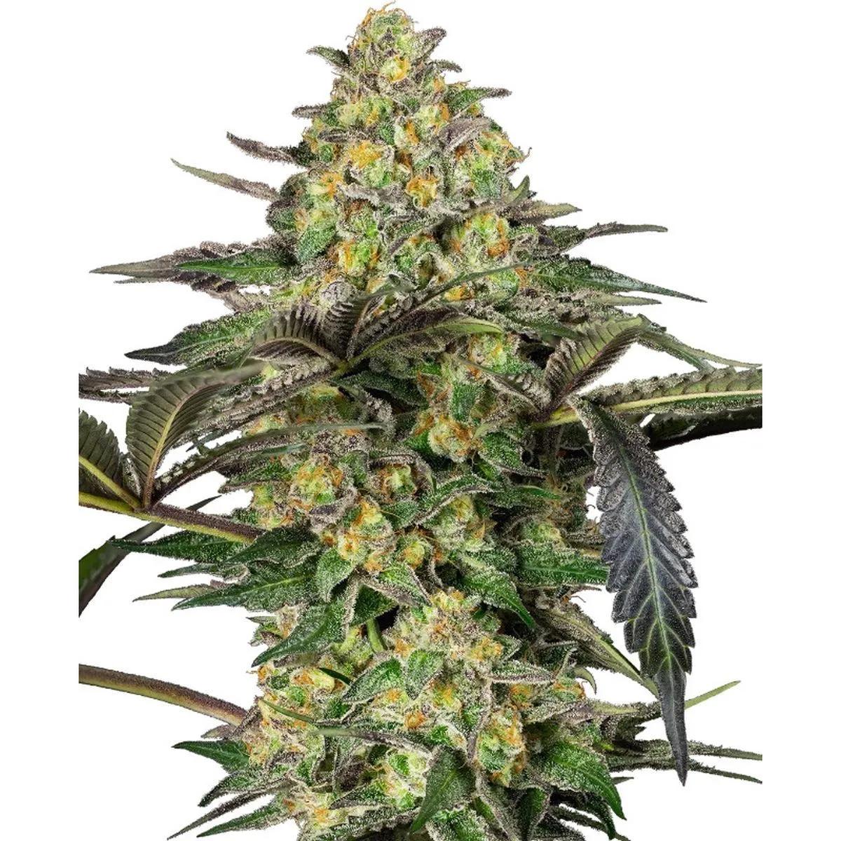 Grapevine Candy