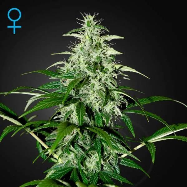 Kalashnikova Autoflowering