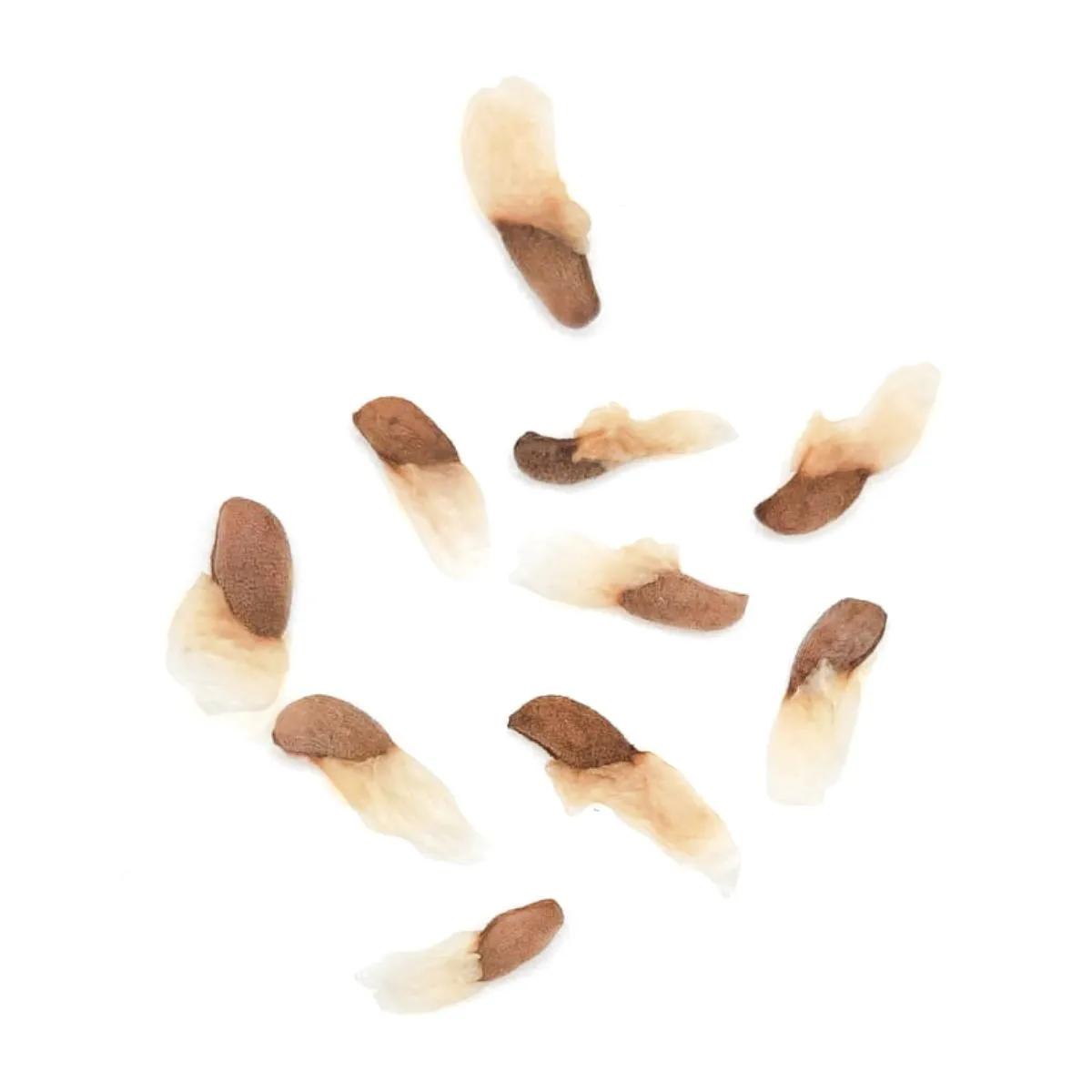 Semi di Khat