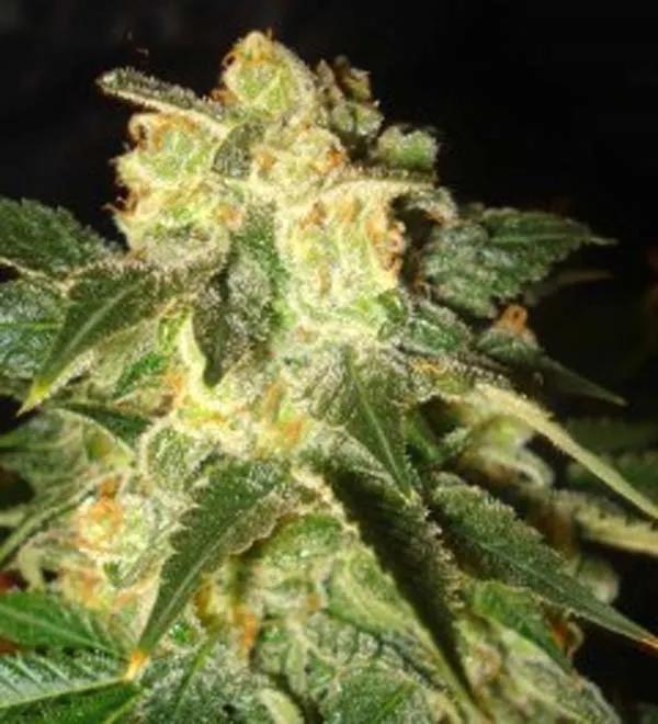 Pakistan Ryder Autoflower