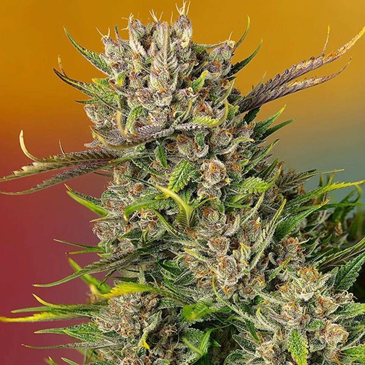 Papaya Zoap