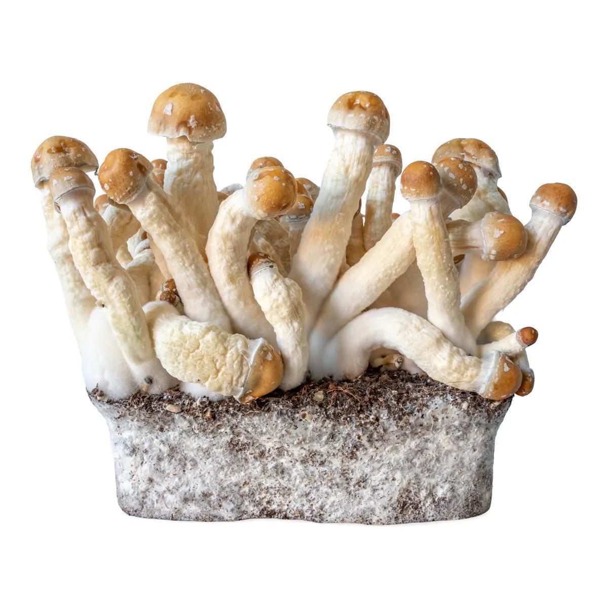 Siringa con coltura liquida Penis Envy (Acid Shroomz)