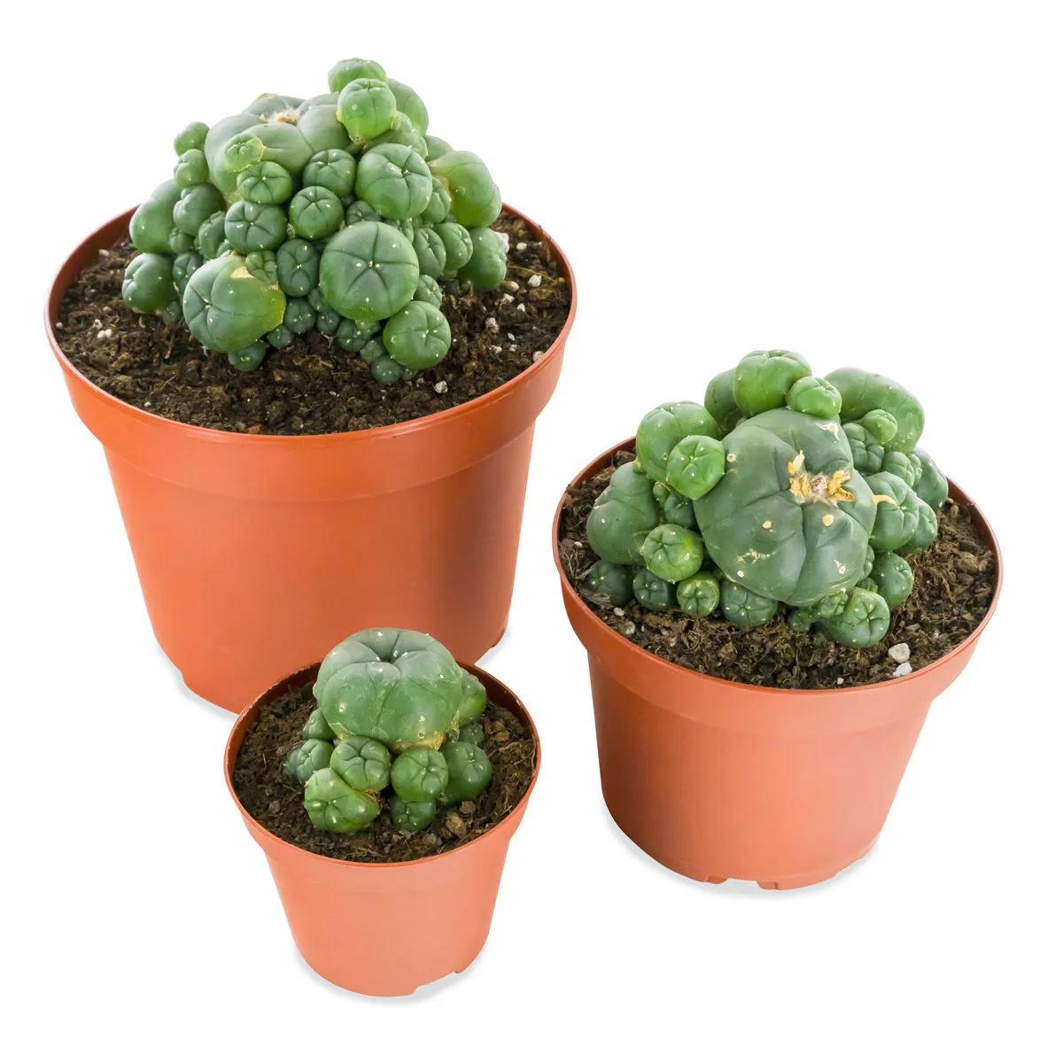 Peyote con polloni
