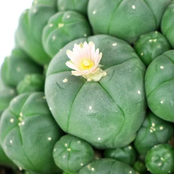Peyote con polloni