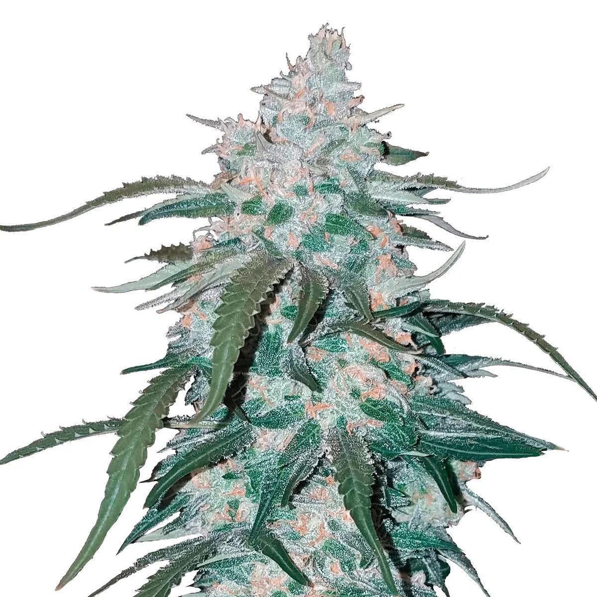 Pineapple Express Auto