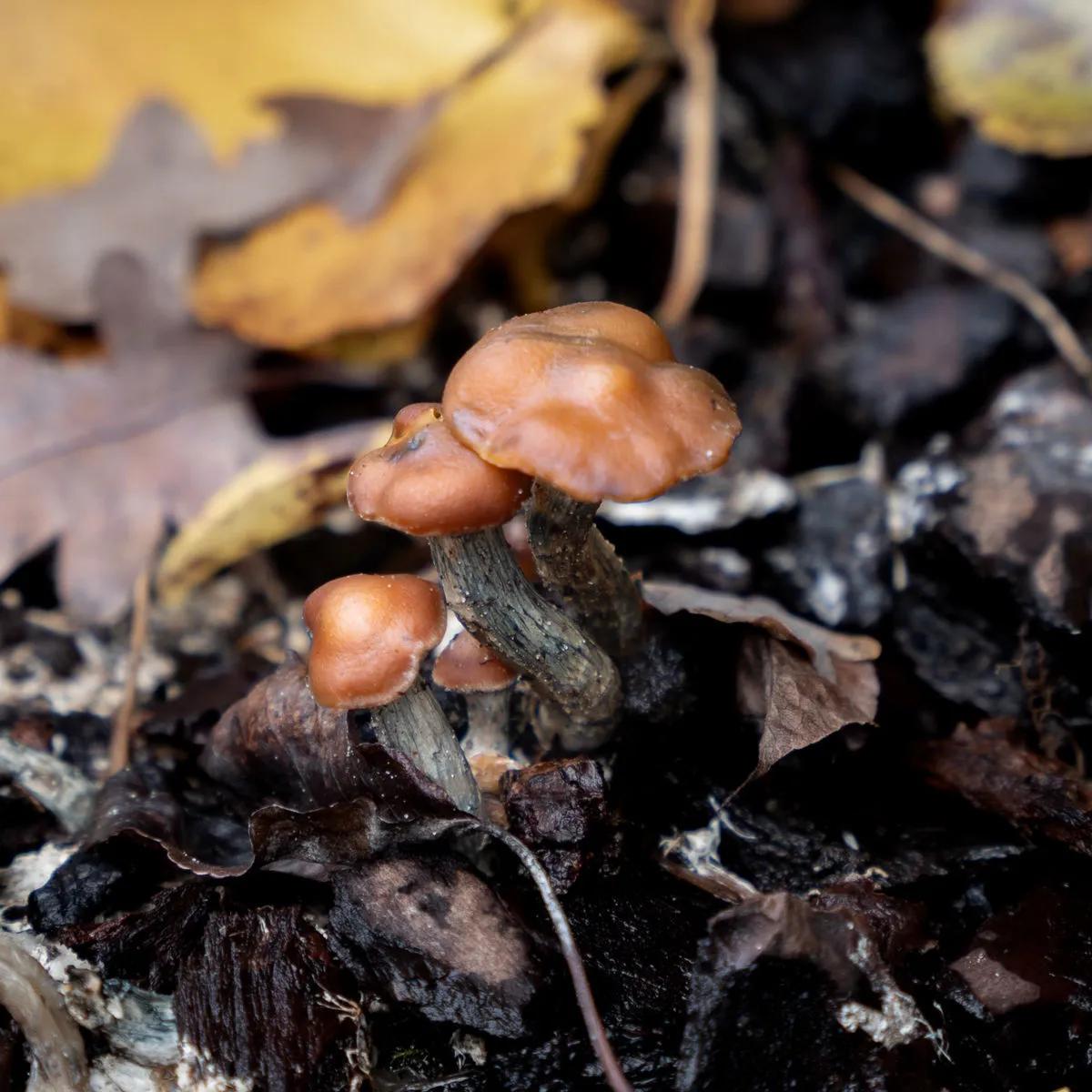 Siringa di coltura liquida Psilocybe azurescens (Acid Shroomz)