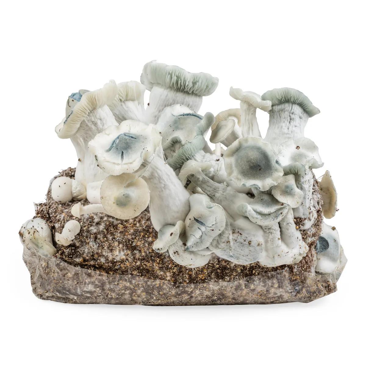 Sacca Ready-2-Grow 'APE'