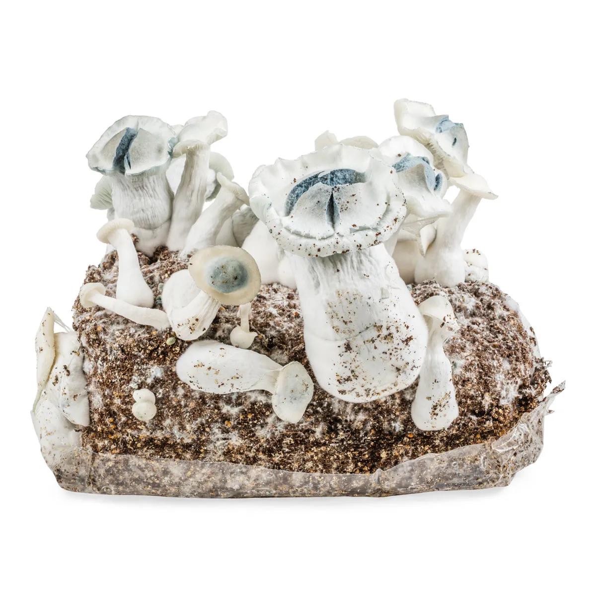 Sacca Ready-2-Grow 'APE'