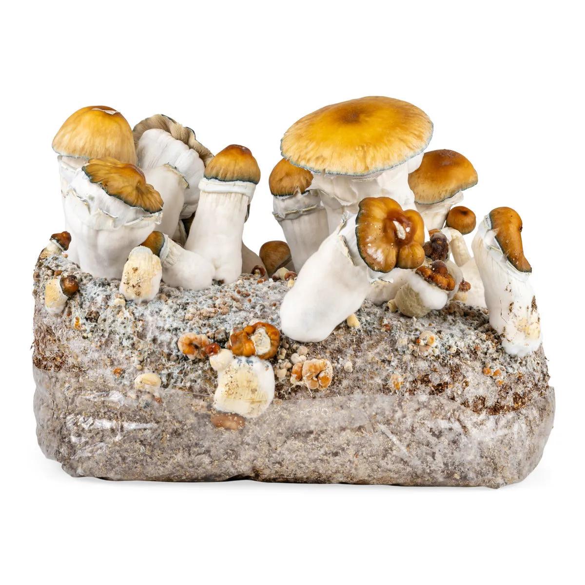 Grow kit Ready-2-Grow 'Hillbilly Pumpkin'