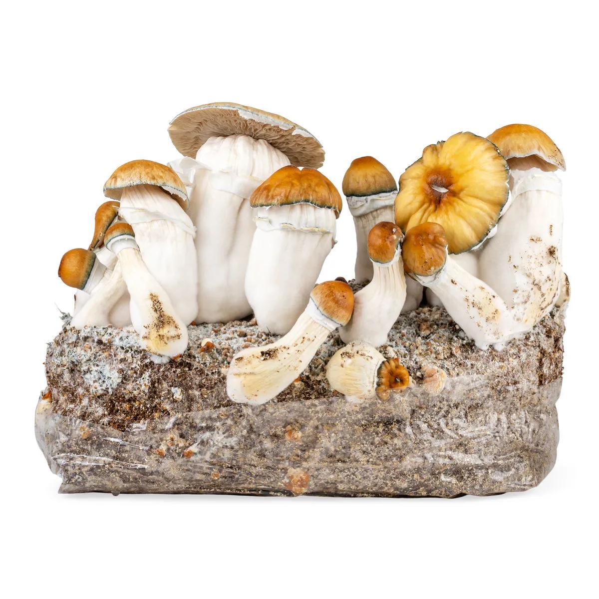 Grow kit Ready-2-Grow 'Hillbilly Pumpkin'
