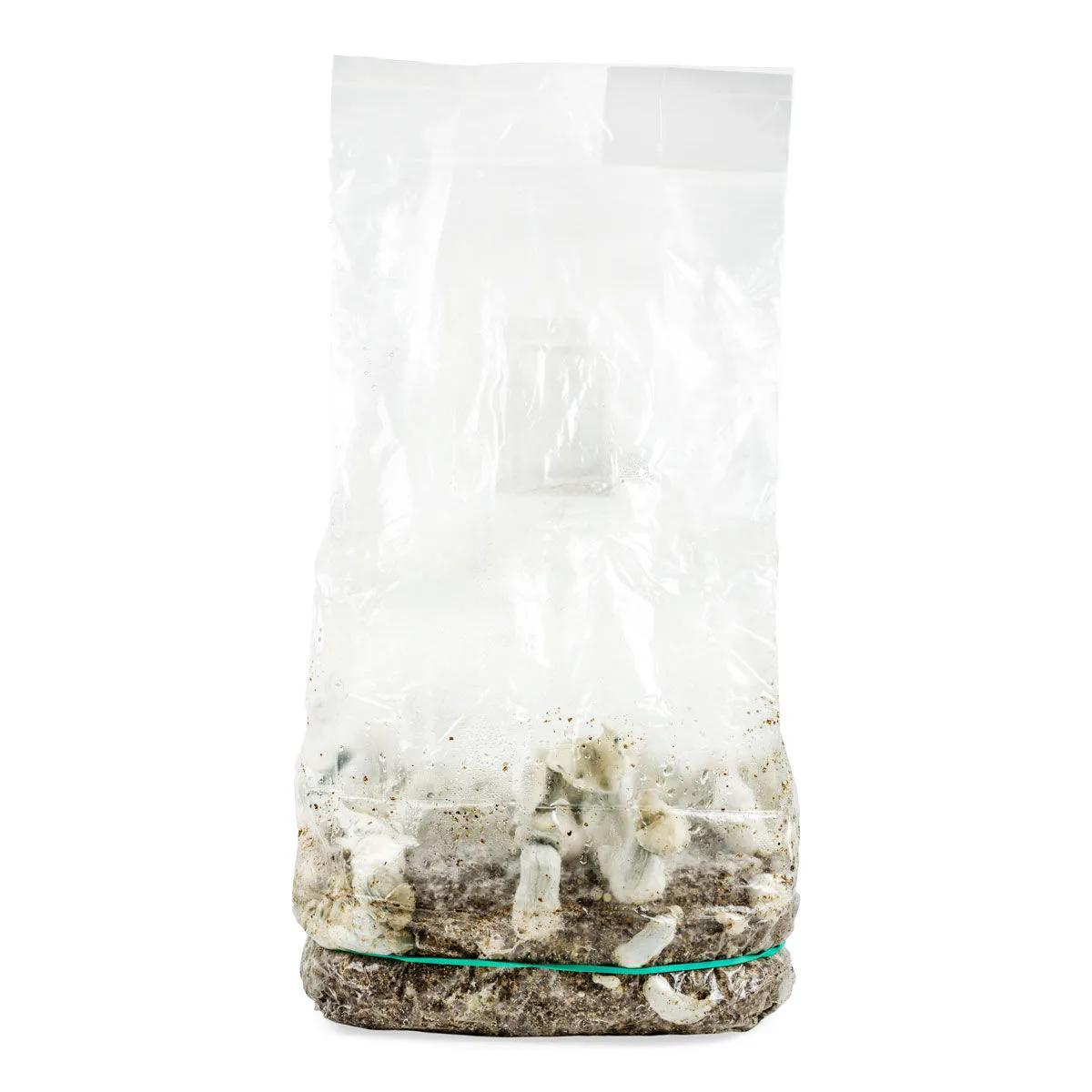Grow Bag Ready-2-Grow 'Jack Rabbit'