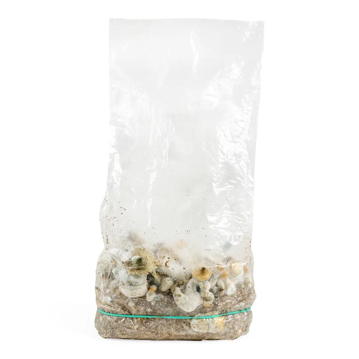 Sacchetto di coltivazione Ready-2-Grow 'Makilla Gorilla'