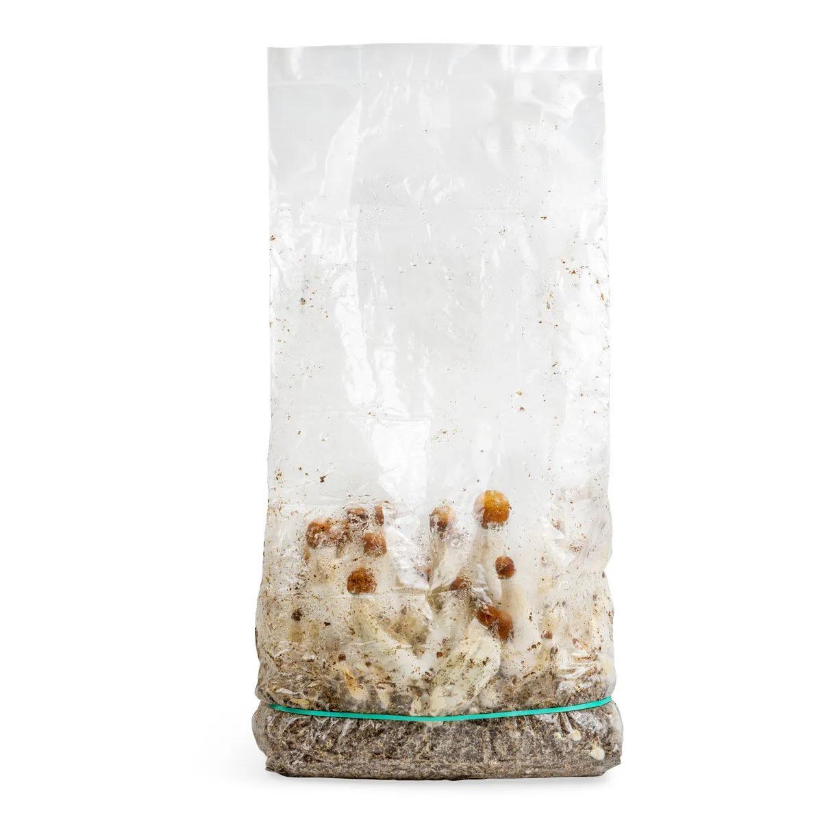 Grow Bag Ready-2-Grow 'MVP'