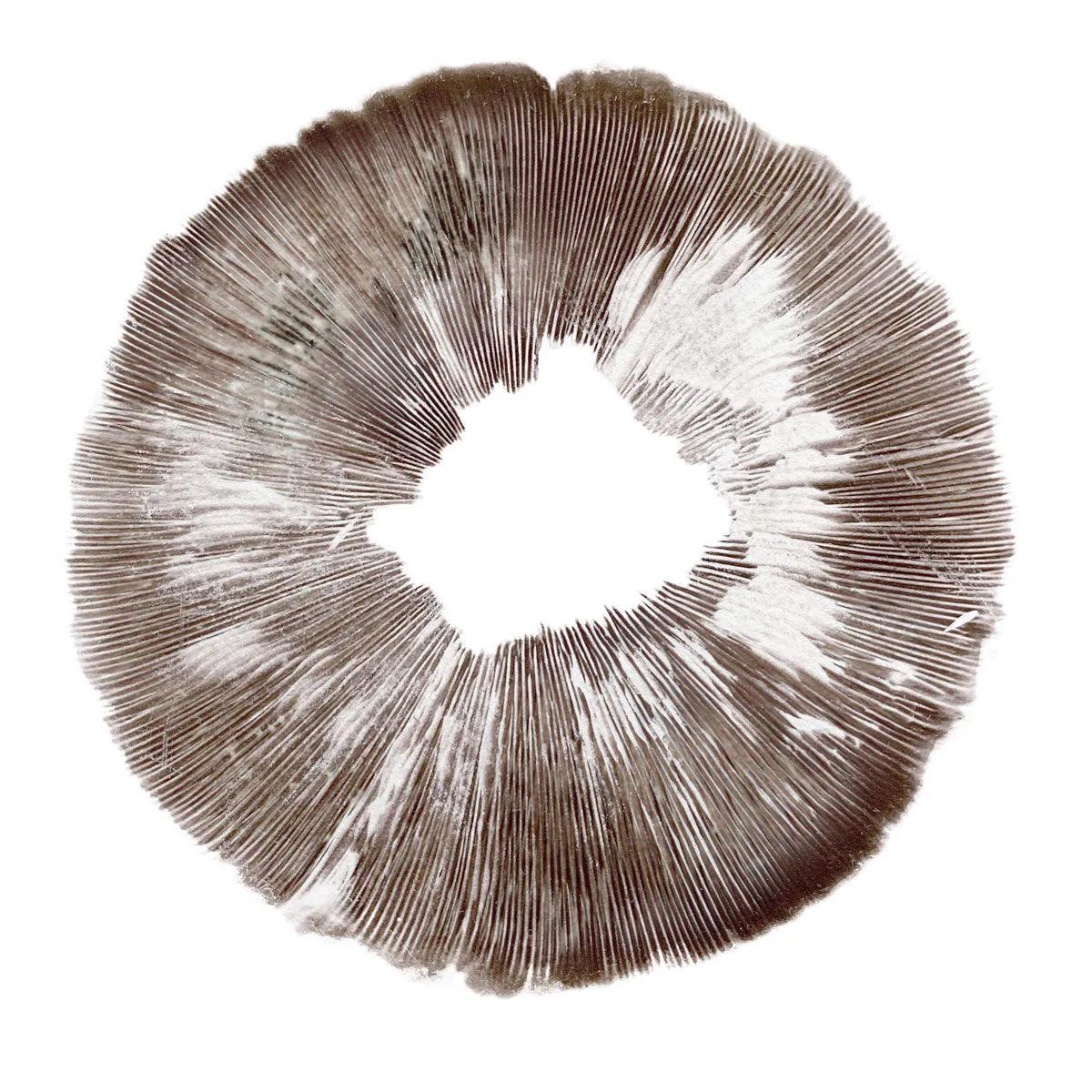 Stampa di spore Psilocybe cubensis Amazonas