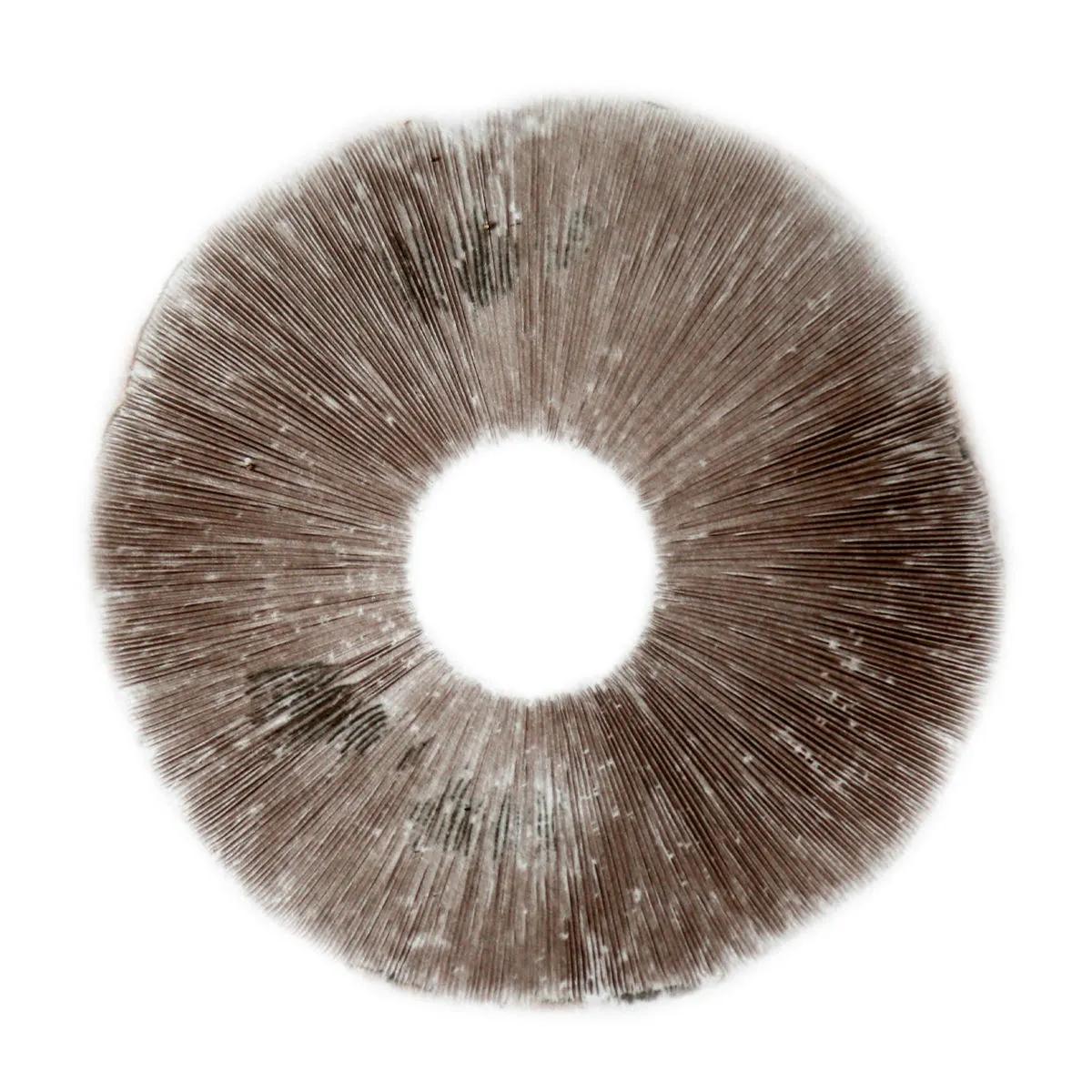 Stampa di spore Psilocybe Cubensis B+