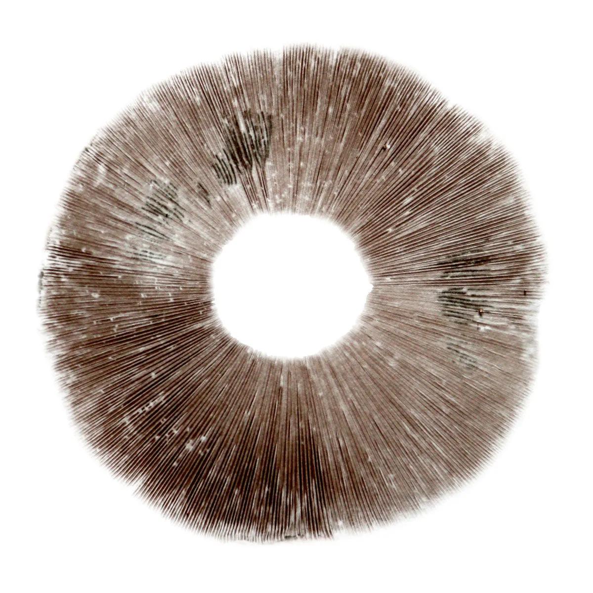 Stampa di spore Psilocybe cubensis Ban Hua Thai