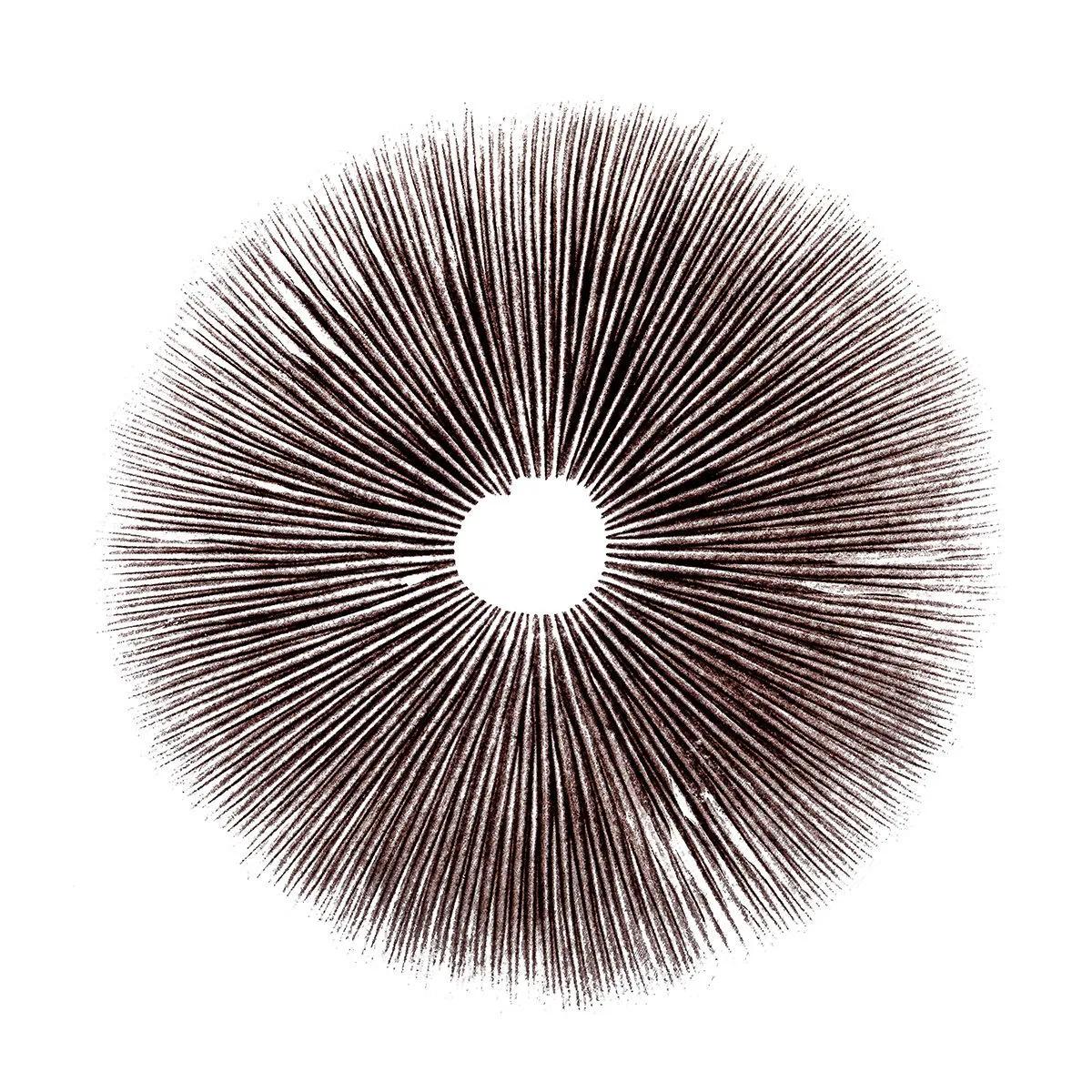 Stampa di spore Psilocybe Cubensis Ecuador