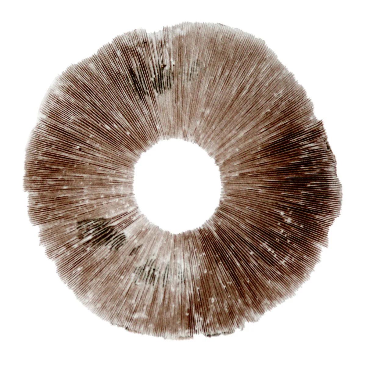 Stampa di spore Psilocybe cubensis Hawaii (PES)