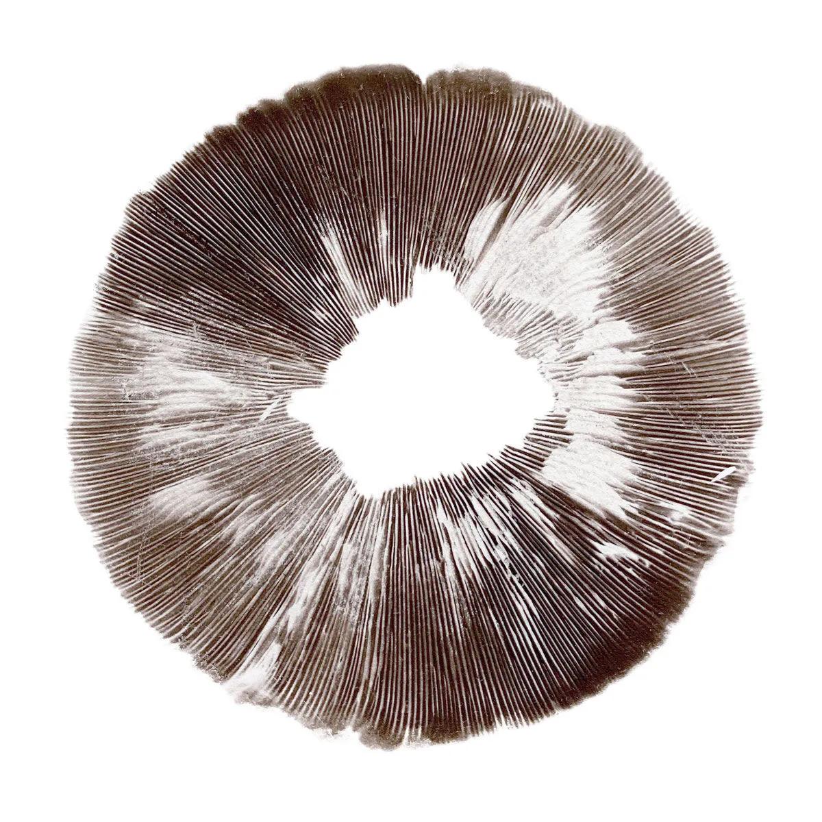 Stampa di spore Psilocybe cubensis McKennaii