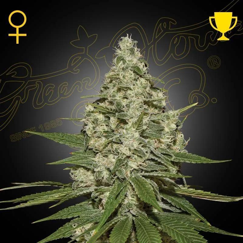 Super Lemon Haze