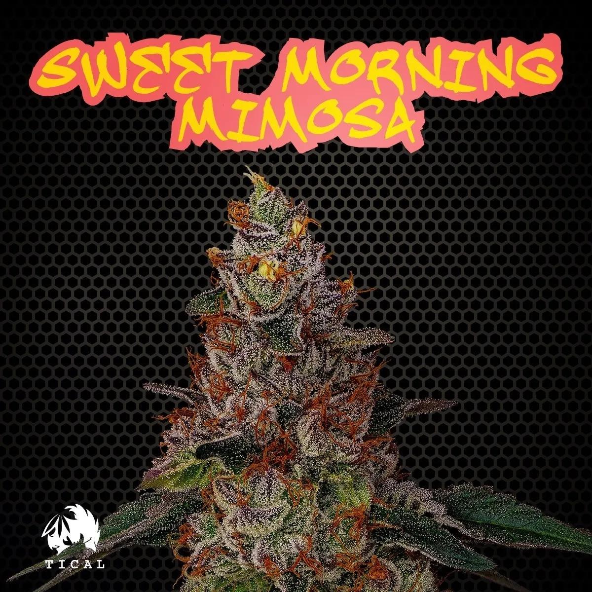 Sweet Morning Mimosa (TICAL)