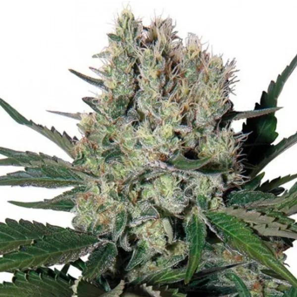 Syrup Auto